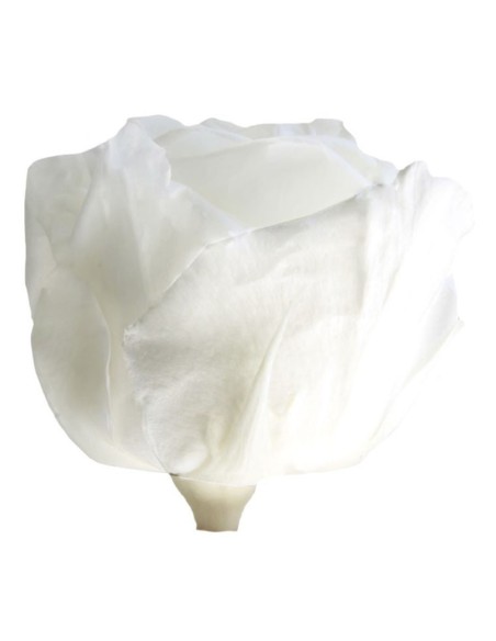 Rosa preservada de color blanc