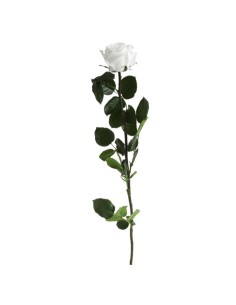 Rosa preservada Blanca 2