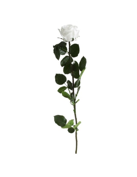 Rosa preservada Blanca