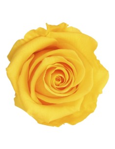 Rosa preservada de color groc