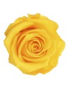 Rosa preservada amarilla