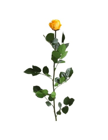 Rosa amarelho conservada