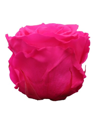 Rosa preservada de color rosa brillant
