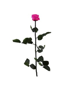 Rosa preservada Rosa brillante 2