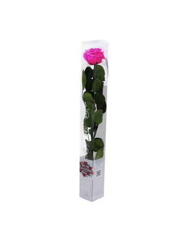 Rosa rosa brilhante conservada