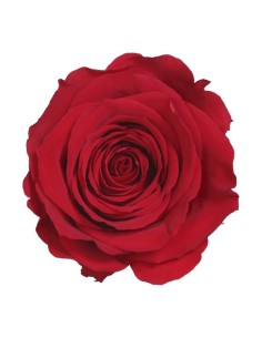 Rosa preservada Roja