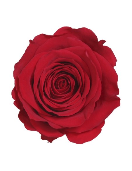 Rosa vermelho conservada