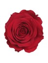 Rosa preservada de color vermell
