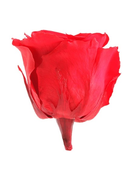 Rosa vermelho conservada