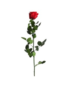 Rosa vermelho conservada 2