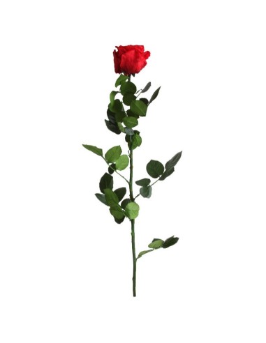 Rosa vermelho conservada