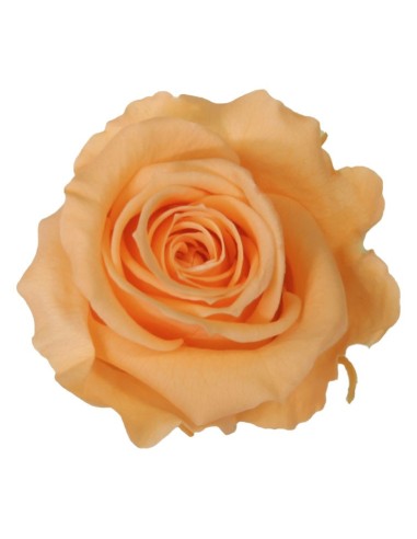 Rosa preservada Peach