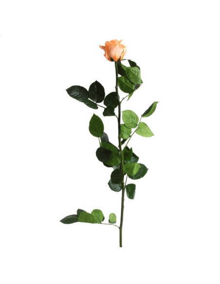 Rosa preservada Peach