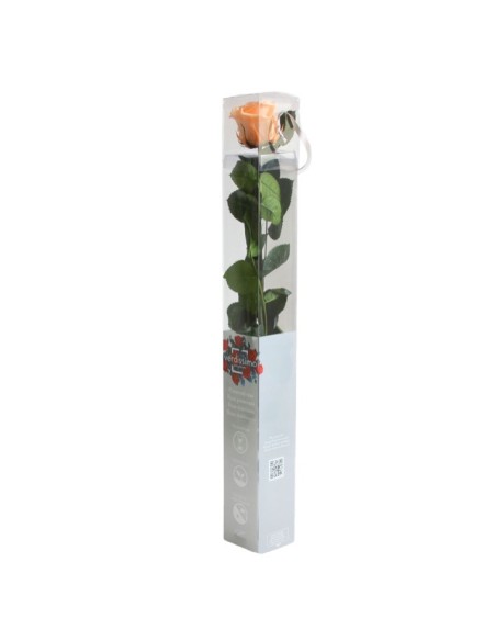 Rosa preservada Peach