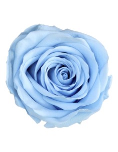 Rosa azul claro conservada