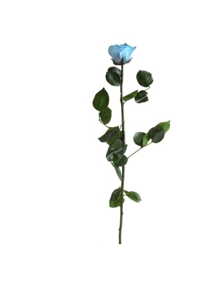 Rosa preservada azul claro