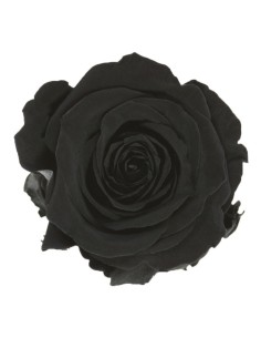 Rosa preservada de color negre