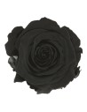 Rosa preto conservada