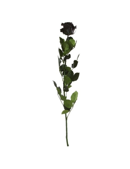 Rosa preservada de color negre