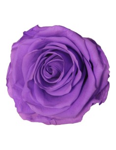 Rosa lilás brilhante conservada
