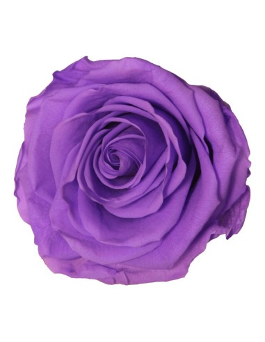 Rosa lilás brilhante conservada