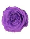Rosa preservada de color lila brillant