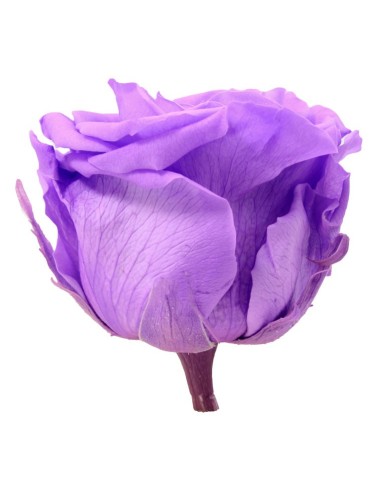 Rosa lilás brilhante conservada