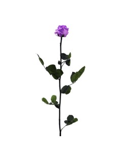 Rosa preservada lila brillante 2