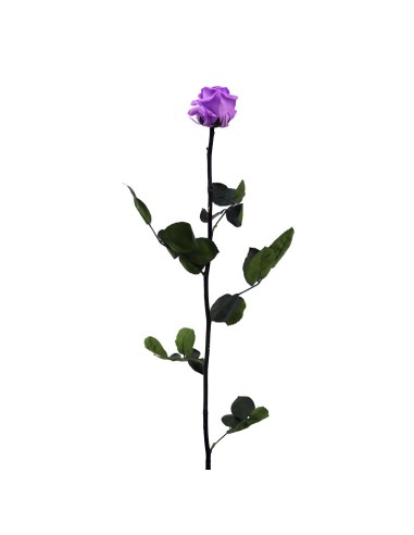 Rosa preservada lila brillante