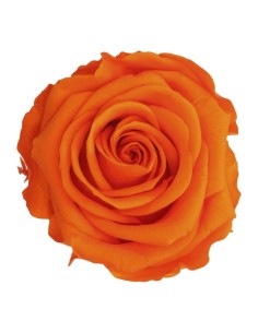 Rosa preservada naranja