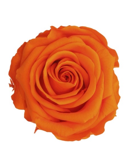Rosa preservada de color carbassa