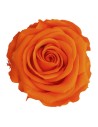 Rosa preservada naranja