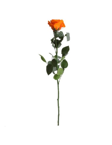 Rosa preservada naranja