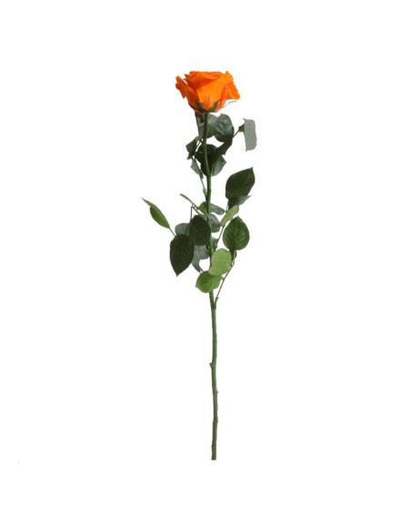Rosa preservada naranja