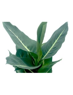 Dieffenbachia Green Magic (maceta 17 cm Ø) 2