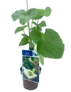Planta de wasabi (maceta 11 cm ø) 2