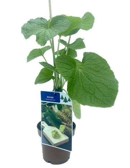 Planta de wasabi (maceta 11 cm ø)