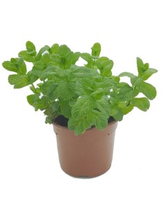 Menta a partir de 1,75€ a Germigarden