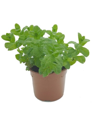 Achetez de la menthe poivrée à partir de 1,75€ chez Germigarden