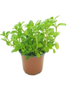 Comprar planta viva de poleo menta per 1,75€ a Germigarden
