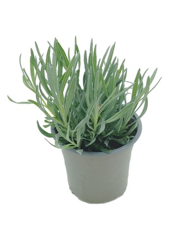 Comprar espígol a partir de 1,75€ a Germigarden