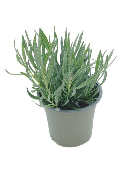 Achetez un plant de lavande à partir de 1,75€ chez Germigarden