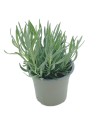Lavanda