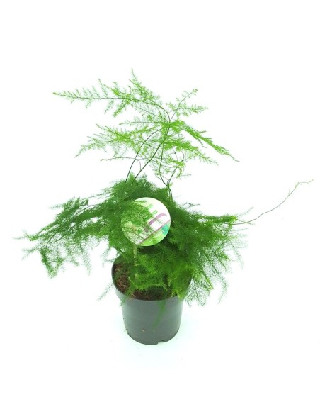 Espargo plumosa (vaso de 12 cm Ø) em Germigarden