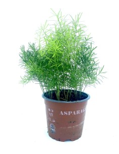 Calluna