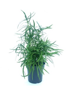 Asparagus falcatus (maceta 12 cm Ø)