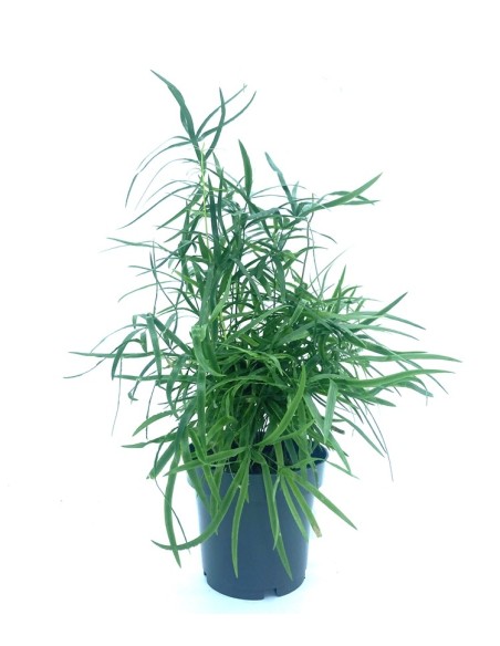 Asparagus falcatus (vaso de 12 cm Ø)