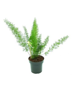 Asparagus myersii (vaso de 12 cm Ø)