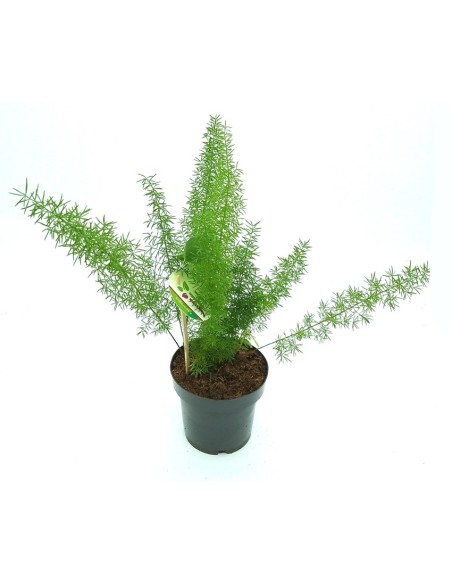Asparagus myersii (vaso de 12 cm Ø)