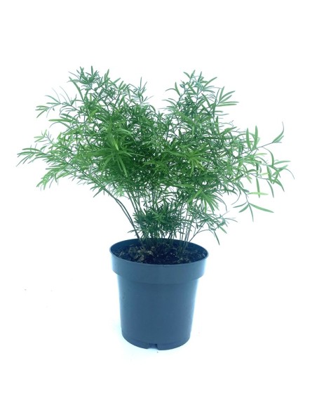 Calluna